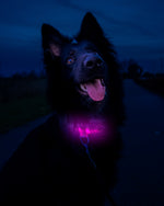 Hundehalsbånd m. LED